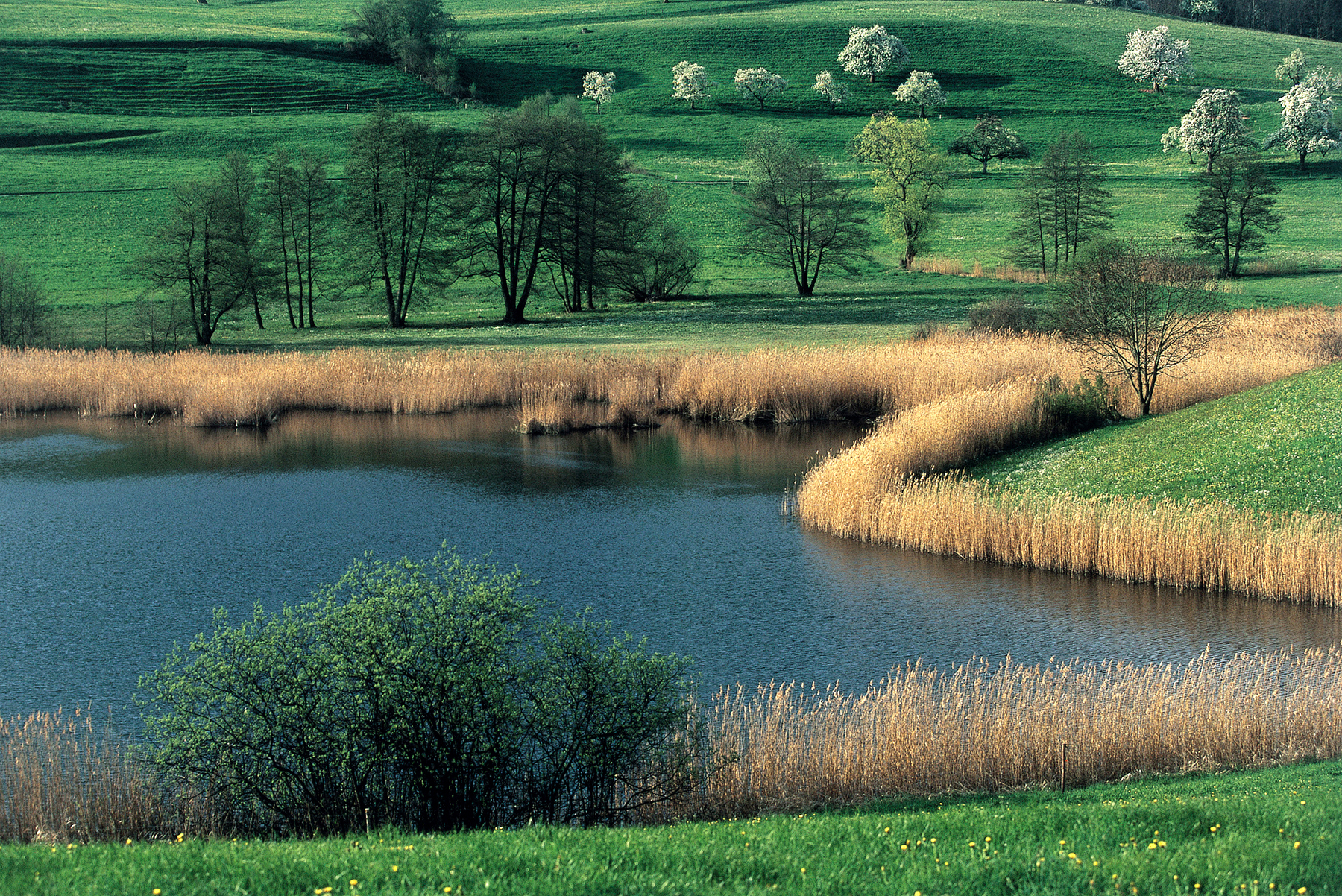 view of the Moetteliweiher at Untereggen